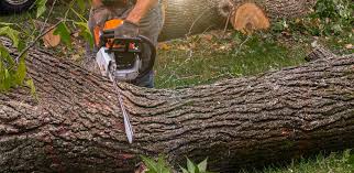 Best Tree Mulching  in Fairlea, WV