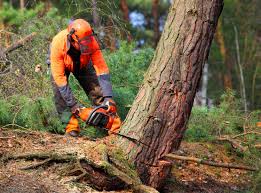 Pest Control for Lawns in Fairlea, WV