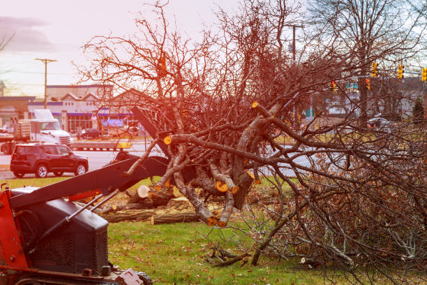 Trusted Fairlea, WV Tree Care Experts