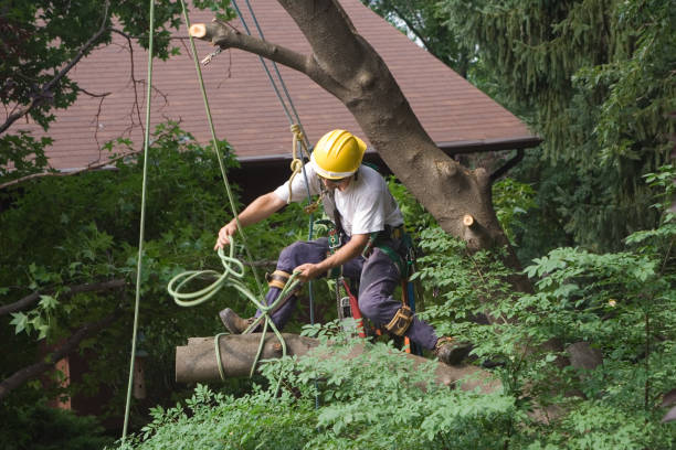 Best Tree Risk Assessment  in Fairlea, WV