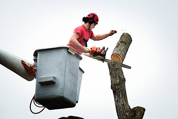 Best Tree Preservation Services  in Fairlea, WV