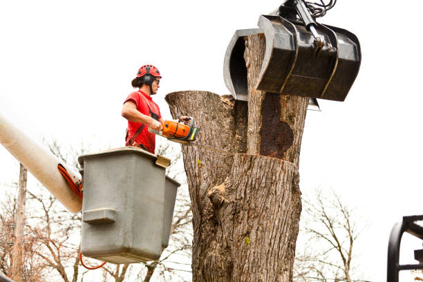 Best Tree Maintenance Programs  in Fairlea, WV