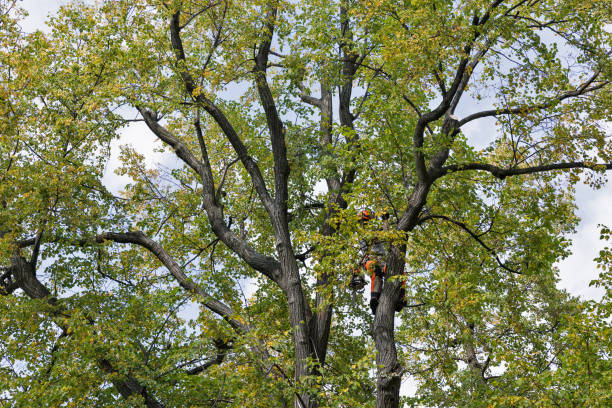 Best Tree and Shrub Care  in Fairlea, WV